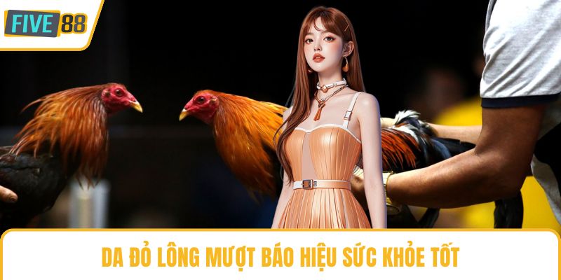 Da đỏ lông mượt báo hiệu sức khỏe tốt