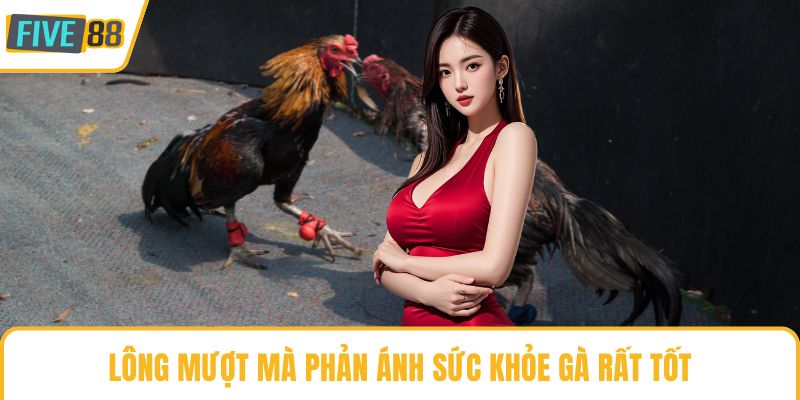 Lông mượt mà phản ánh sức khỏe gà rất tốt